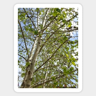 Birch Trees Sticker